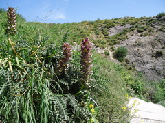 Acanthus syriacus
