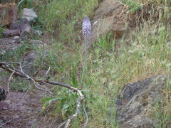 Scilla hyacinthoides
