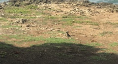 Mimus polyglottos