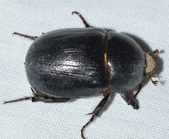 Pentodon algerinus