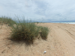 Thinopyrum bessarabicum