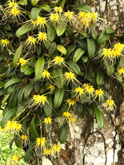 Bulbophyllum vaginatum