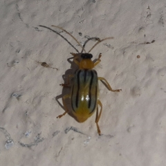 Diabrotica underwoodi