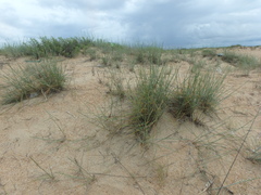 Thinopyrum bessarabicum