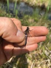 Leucorrhinia frigida