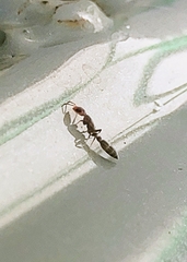 Pseudomyrmex cubaensis