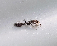 Pseudomyrmex cubaensis