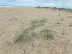 Thinopyrum bessarabicum