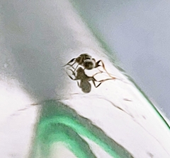 Pseudomyrmex cubaensis