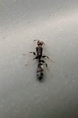 Pseudomyrmex cubaensis