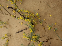 Chamaecytisus borysthenicus
