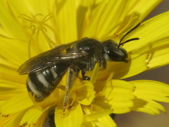 Lasioglossum discus