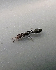 Pseudomyrmex cubaensis