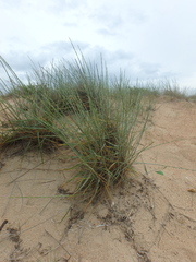 Thinopyrum bessarabicum