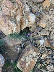 Erodium paularense