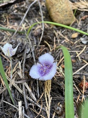 Calochortus tolmiei