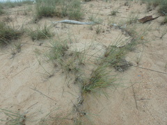 Thinopyrum bessarabicum