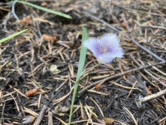 Calochortus tolmiei