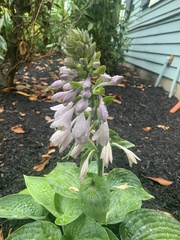 Hosta ventricosa