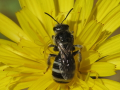 Lasioglossum discus