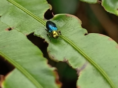 Endelus cupido