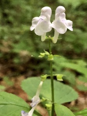 Scutellaria serrata