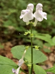 Scutellaria serrata