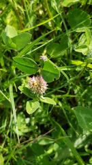 Trifolium pratense