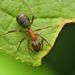 Narrow-headed Wood Ant - Photo no rights reserved, uploaded by Philipp Hoenle
