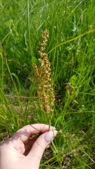 Rumex
