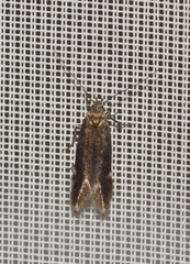 Aproaerema anthyllidella