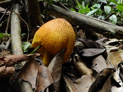 Leucocoprinus brunneoluteus