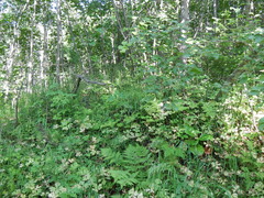 Anemonastrum baicalense