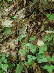 Phytomyza agromyzina group