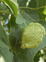 Pemphigus longicornis