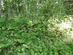 Anemonastrum baicalense