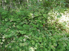 Anemonastrum baicalense