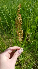 Rumex