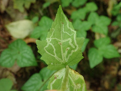 Phytomyza agromyzina group