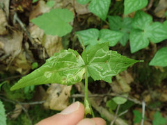 Phytomyza agromyzina group
