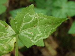 Phytomyza agromyzina group