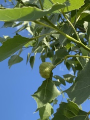 Pemphigus longicornis