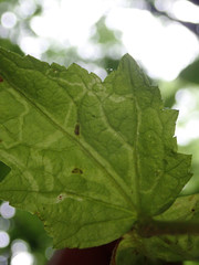 Phytomyza agromyzina group