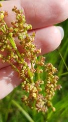 Rumex