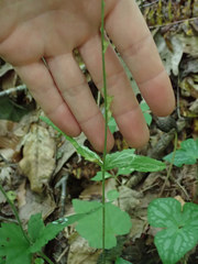 Phytomyza agromyzina group