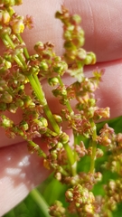 Rumex