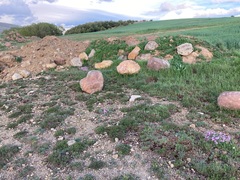 Erodium paularense