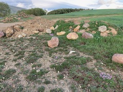 Erodium paularense