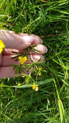 Potentilla erecta