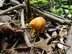 Leucocoprinus brunneoluteus